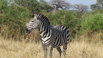 Zebra