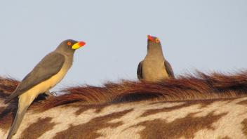 Birds rest on a Giraffe's neck