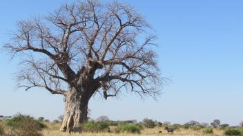Large tree with zebra grazing beneath