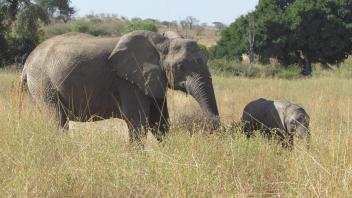 Elephant mother and calf