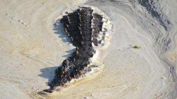 Alligator