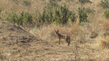 Desert fox