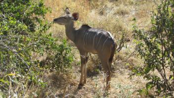 Female Kudu grazing on leaves
