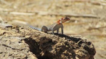 Lizard on a rock