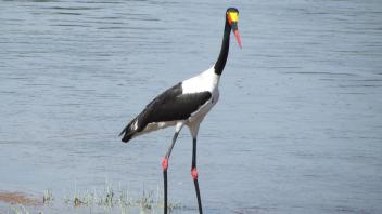 Stork