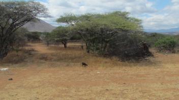 Goats grazing under trees