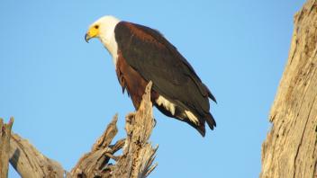 Bald eagle
