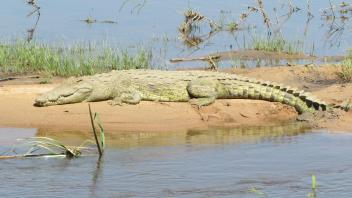 Alligator basking in the sun