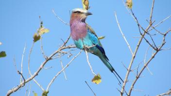 Colorful bird in a tree