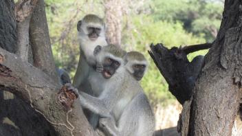 Three monkeys in a tree