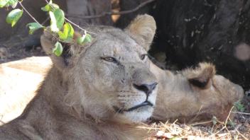 Lioness