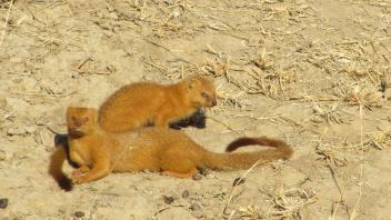 Ferrets