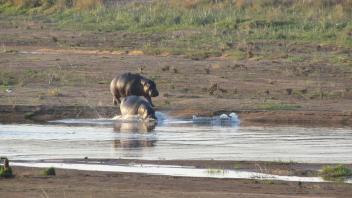 Hippos entering the water