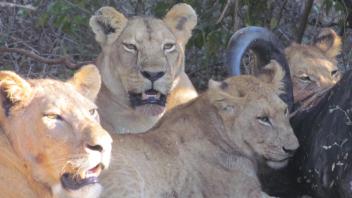 Four female lions