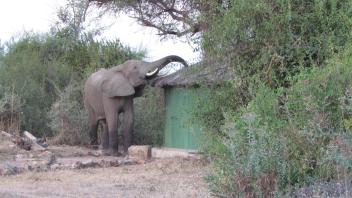 Elephant next to a building