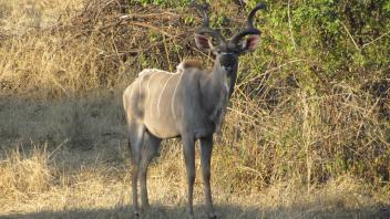 Kudu