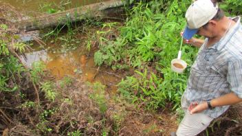 Anton collecting larvae