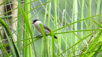 Black-Headed Waxbill