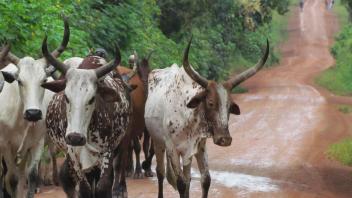 Cows on the road