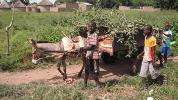 Children lead a donkey pulling a cart