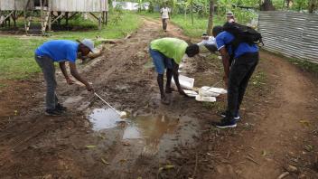 Collecting larvae