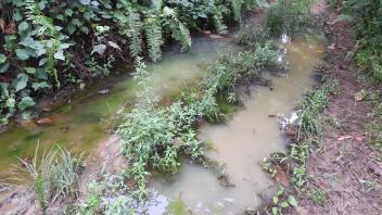 Muddy water fills tire tracks in a dirt road