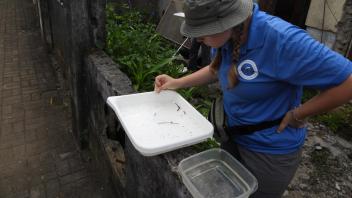 Collecting larvae
