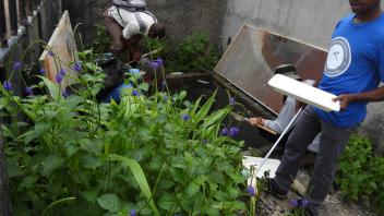 Collecting larvae