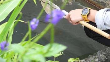 Collecting larvae