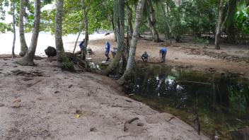 Collecting larvae