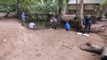 Collecting larvae