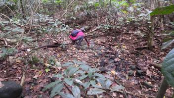 Collecting larvae