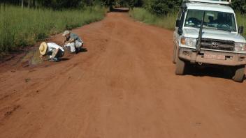 Collecting larvae in roadside pool between Canjufa and Gabú