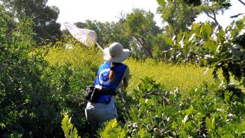 Lisa swings a colleting net trough the bushes