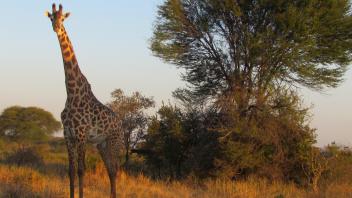 Giraffe