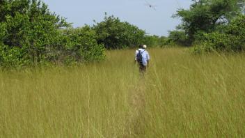 Hiking through saw grass in search of hippos.