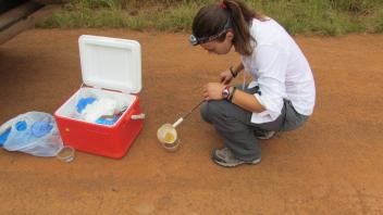 Collecting larvae