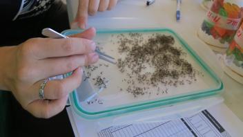 A woman uses tweezers to count mosquito samples on a table