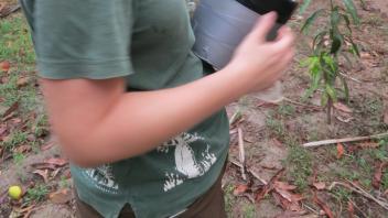Mouth aspirating mosquitoes from a field cage