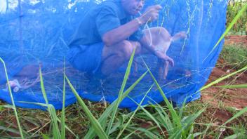 Anton collecting mosquitoes under a baited net