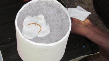 Mosquitoes in a temporary cage