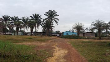 Palm trees and houses