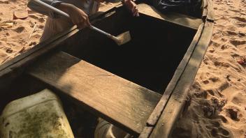 collecting larvae