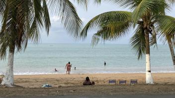Palm trees on the beach