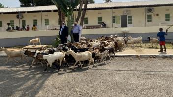 Joao and Greg waiting outside of the hospital for a COVID test with an entire herd of goats