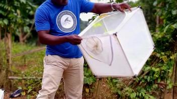 Releasing marked mosquitoes for the July MRR in the Água Grande district of São Tomé
