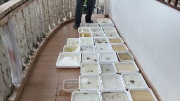 Anton with larval trays