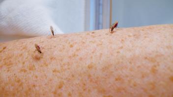 Mosquitoes biting an arm