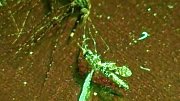 Marked Mosquitoes