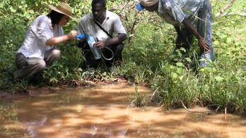 Yoosook, Jao and Daniel collecting larvae
